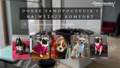 Pracownia Groomerska Pies Z Pazurem
